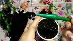 🌺#Катарантус. Рассада 30 дней. Пересадка.