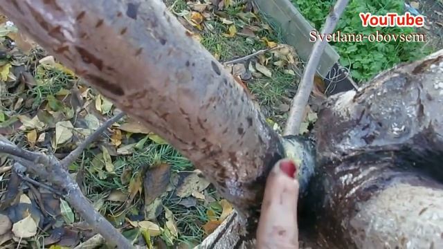 ВАЖНО! БЕЛИМ ОСЕНЬЮ ДЕРЕВЬЯ.СУПЕР РЕЦЕПТЫ ПОБЕЛКИ.ЛЕЧЕНИЕ МОРОЗОБОИН. ОБРАБОТКА ЖЕЛЕЗНЫМ КУПОРОСО смотреть онлайн