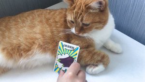 Играем с Кошкой в Дженгу и другие веселые игры