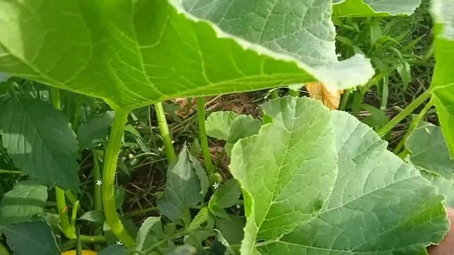 Ярославль Жизнь в деревне Кабачки Тыква Обзор Обрываю мужские цветки что с этого стало. смотреть онлайн