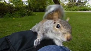 Samsung WB2200F FullHD Video Squirrel 2