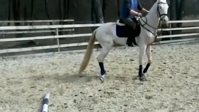 ЭКСКЛЮЗИВНЫЕ фотографии ахалтекинца Акгеза?? смотреть онлайн