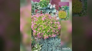 магия спиреи Магик карпет,