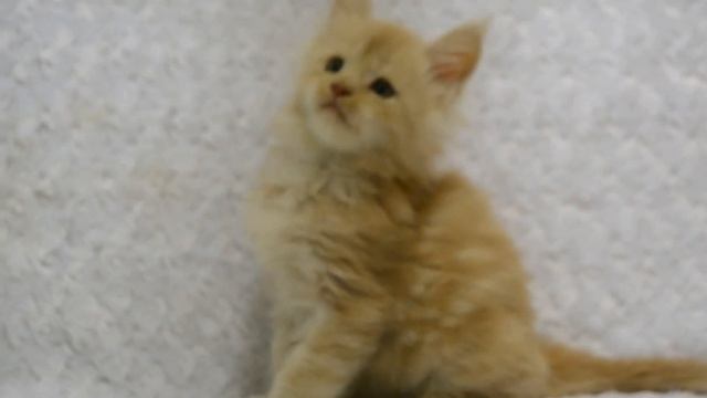 Кардинал- мейн кун кот. Питомник кошек мейн кун_MisterCoon смотреть онлайн