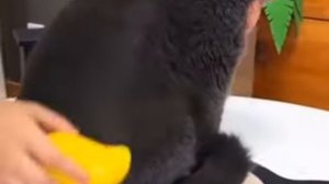 РАСЧЕСКА ДЛЯ ЖИВОТНЫХ С ПАРОМ! ПАРОВАЯ ЩЕТКА ДЛЯ КОШЕК!