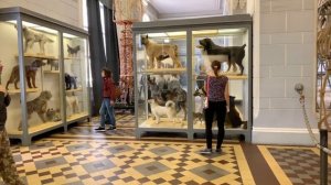 Зоологический музей СПб | Сходи Посмотри чучела животных - таксидермия Санкт-Петербург