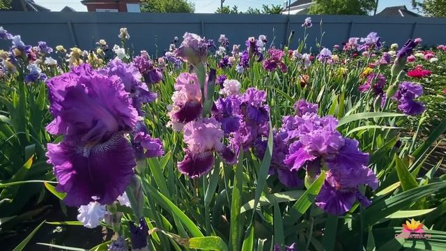 Посиделки у камина. Часть 15. О пионах с крепкими цветоносами / Сад Ворошиловой смотреть онлайн