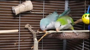 ГОША ХОРОШИЙ! ИМЕННОЙ УРОК ДЛЯ ПОПУГАЯ. УЧИМ ПОПУГАЯ ГОВОРИТЬ СВОЁ ИМЯ.