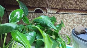 Мои золотые рыбки.Зимуем.Обзорчик