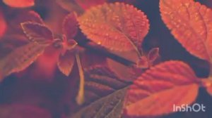 Мотиватор Кристина: хани боится своих родителей. Почему согласен на все перемены? Властная мать