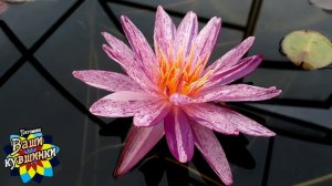 Нимфея Painted Star (Разрисованная звезда) кувшинка, waterlily, водные растения, пруд