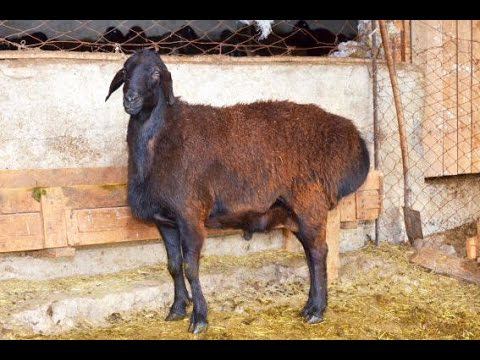 Стандарт гиссарской породы овец. Агроэкспедиция по Таджикистану