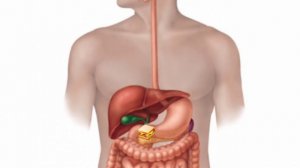 Ас қорыту жүйесі