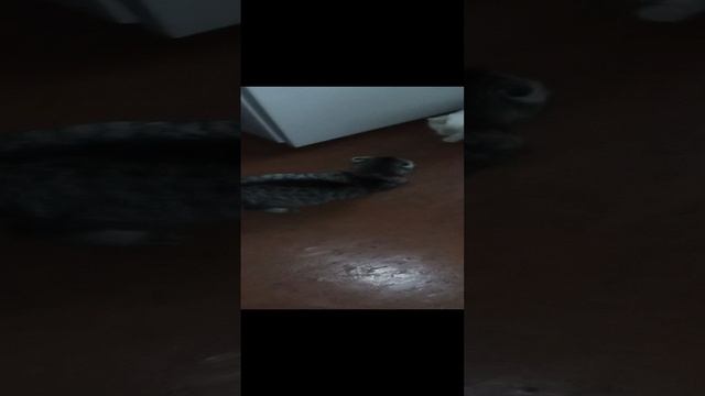реакция моей кошки на необычного гостя