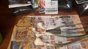 ПЕРЕСАДКА ЭУХАРИСА/АМАЗОНСКОЙ ЛИЛИИ ?