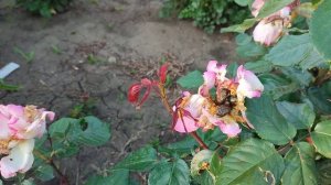 Обзор роз на 11 июня... Борьба с бронзовкой и цветоедом.