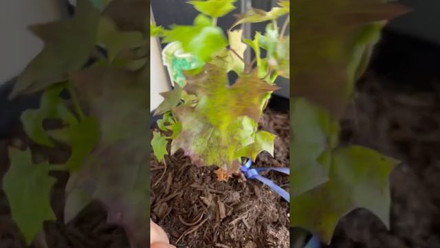German Ivy Container Drainage Tip смотреть онлайн