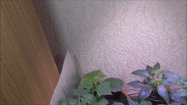 Зимний огород в квартире. Выращивание овощей и зелени дома зимой! Январь 2021