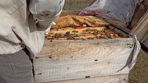 Сезон вощины.