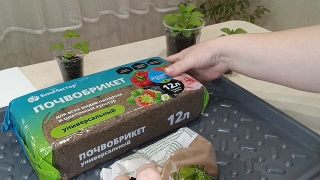 Посеяла Пентас (красный) Лаки стар F1 дарк ред от агрофирмы Аэлита. Результат всходов. смотреть онлайн