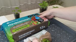 Посеяла Пентас (красный) Лаки стар F1  дарк ред от агрофирмы Аэлита. Результат всходов.