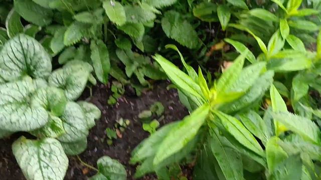 І знову квіти ! смотреть онлайн