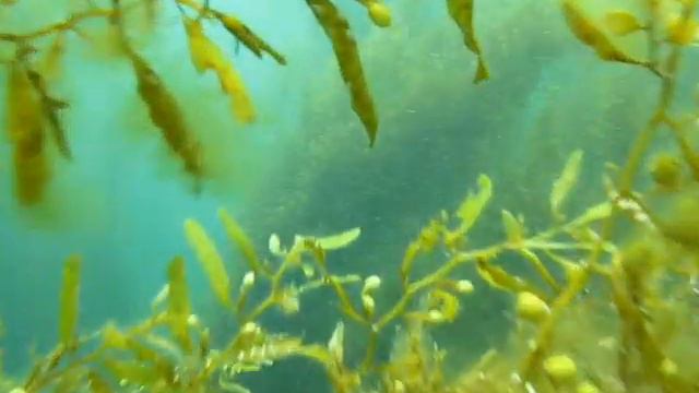 Ship Rock Diving 15-12-2007 смотреть онлайн