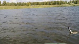 Щука на новинки японских воблеров