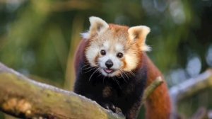 Nikon 80 - 200mm F2.8 ED lens Review