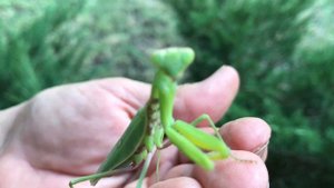 Чем полезен богомол - Наша дача