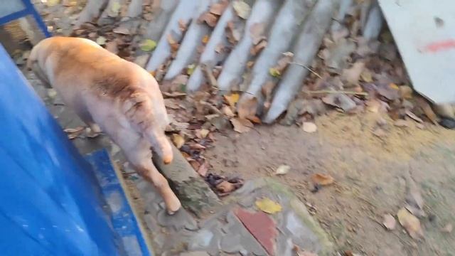 Собака девочка шарпей кидается, но я собаку и провоцирую. Шарпей и немецкий боксер. смотреть онлайн