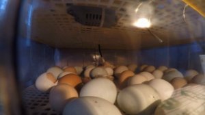 Как вылупляются цыплята в инкубаторе из яйца мой дедушка разводит кур и утак