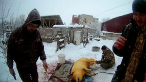 давайте резать свинью