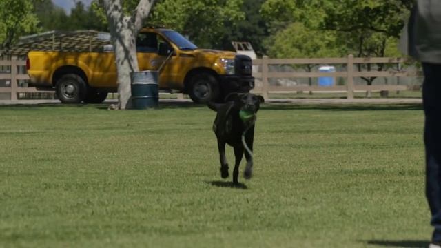 ЛАБРАДОР ВСЕ О ПОРОДЕ. ИНТЕРЕСНЫЕ ФАКТЫ смотреть онлайн