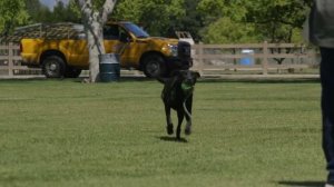 ЛАБРАДОР ВСЕ О ПОРОДЕ. ИНТЕРЕСНЫЕ ФАКТЫ