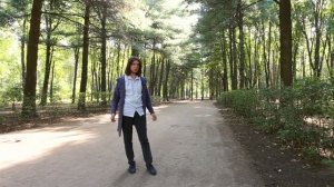 Веймутова сосна I Pinus strobus