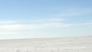 The Arctic fox animal .зверек песец