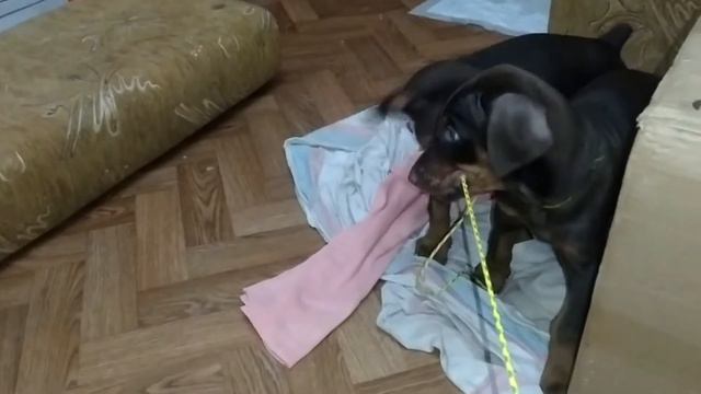 Щенки добермана КРАСОТКИ смотреть онлайн