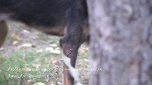 Приют "Кот-Бегемот" г.Самара 59 сек-1.mp4