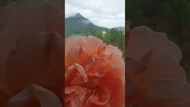 Роза в горах. смотреть онлайн