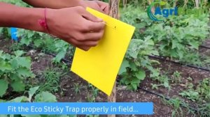 Eco Sticky Trap, Yellow and Blue Sticky Trap For The Insects ( 20 No Yellow, 5 No Blue ) | Agribegr