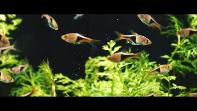 Расбора клинопятнистая. Trigonostigma heteromorpha