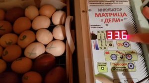 инкубация в инкубаторе блиц матрица дели 'мой первый опыт 'кохинхин 'орпингтон