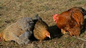 Куры породы кохинхин карликовый куропатчатый. Мой птичий двор