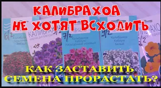 #Калибрахоа. Почему не свходят семена калибрахоа