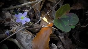 a day in the life of a hepatica flower