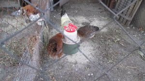 Ежевика. Как растет эта ягода. Blackberries. How to grow this berry.