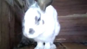 Кролиководство. Огромный кролик самец породы бабочка.