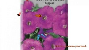 Петуния многоцветковая Андреа F1 (andrea f1) ? Андреа F1 обзор: как сажать, семена петунии Андреа F