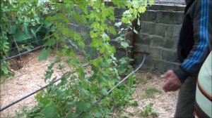 Виноградник Сад Сергея Эчкенко 31 августа 2017